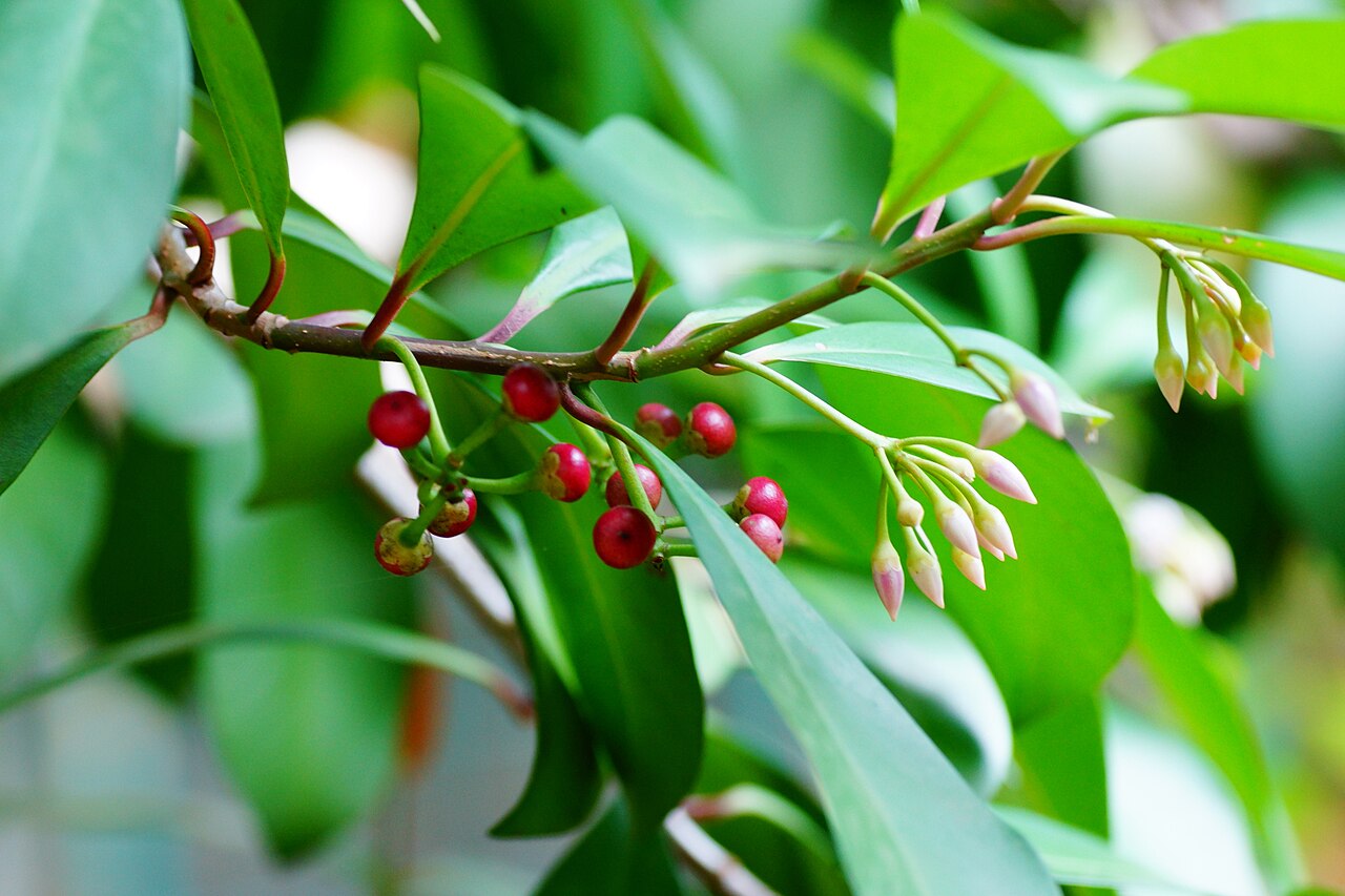 Ardisia forbesii: Ardisia forbesii