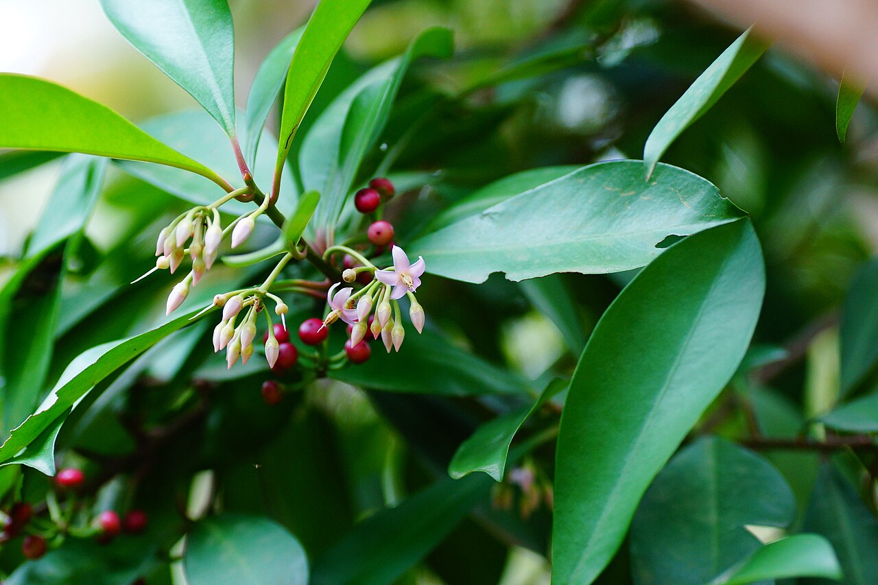 Ardisia forbesii: Ardisia forbesii