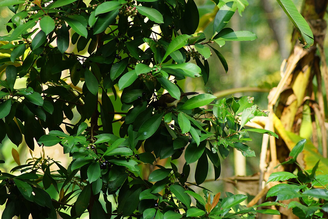 Ardisia forbesii: Chemancheri