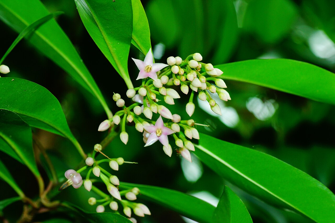 Ardisia forbesii: Ardisia forbesii