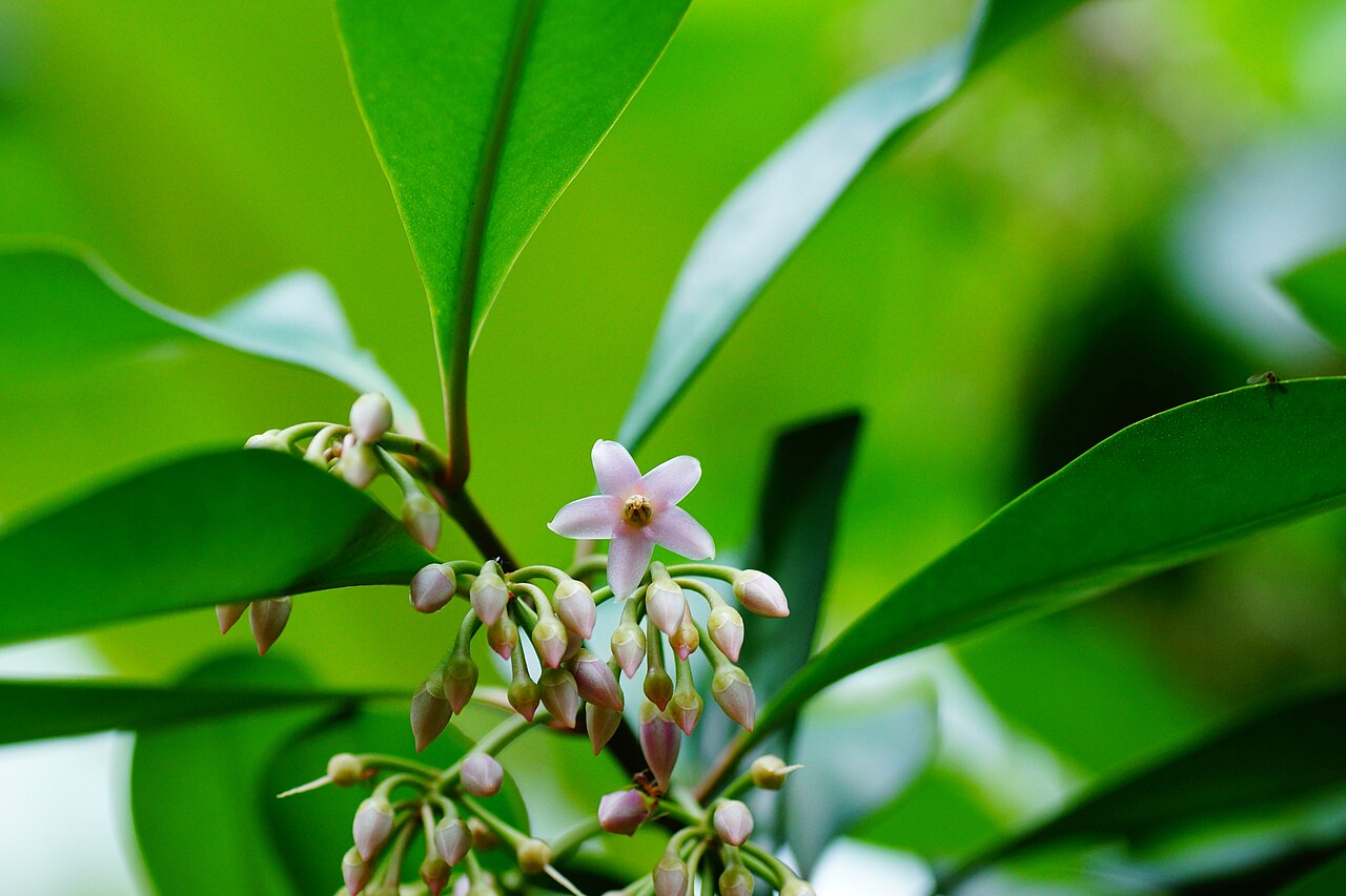 Ardisia forbesii: Ardisia forbesii