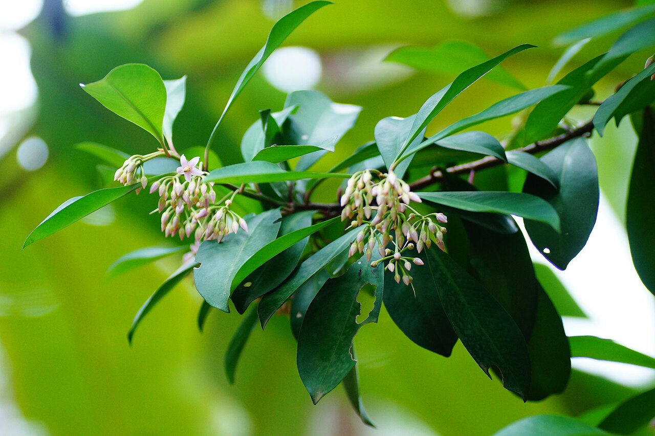 Ardisia forbesii: Ardisia forbesii