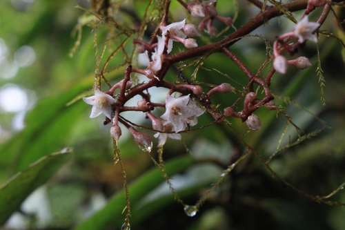 Ardisia glandulosomarginata (Ardisia glandulosomarginata)