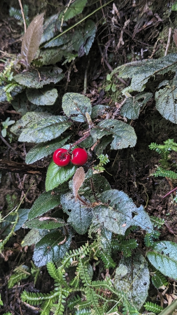 Ardisia maclurei (Ardisia maclurei)