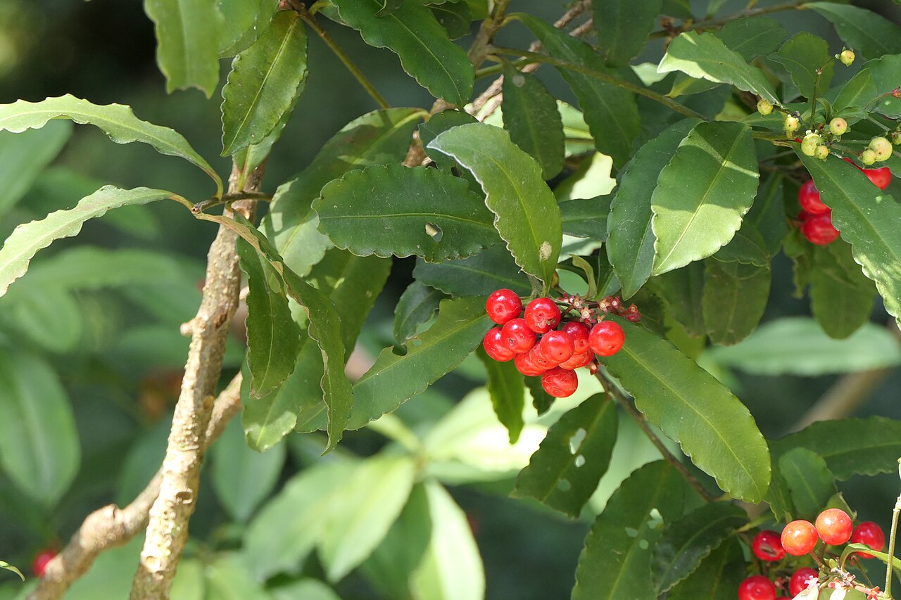 Ardisia macrocarpa: Ardisia macrocarpa Wall.