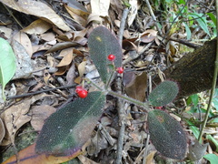 Ardisia mamillata (Ardisia mamillata)