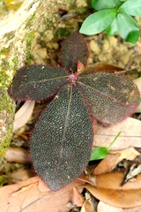 Ardisia mamillata (Ardisia mamillata)