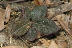 Ardisia mamillata (Ardisia mamillata)