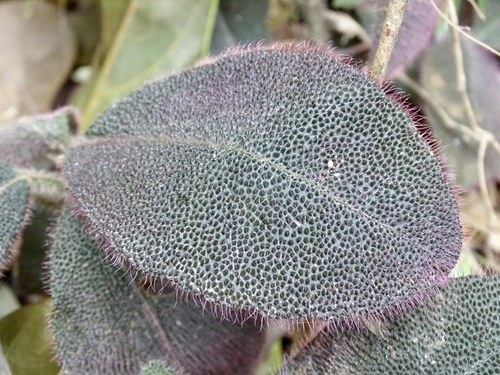 Ardisia mamillata (Ardisia mamillata)