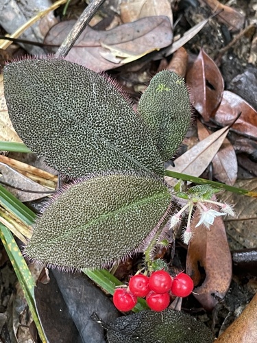 Ardisia mamillata (Ardisia mamillata)