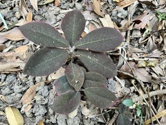 Ardisia mamillata (Ardisia mamillata)