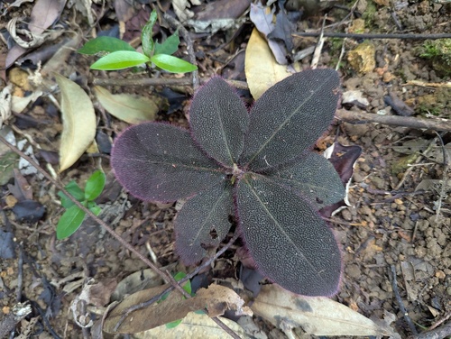 Ardisia mamillata (Ardisia mamillata)