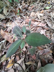 Ardisia mamillata (Ardisia mamillata)