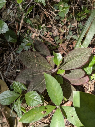 Ardisia mamillata (Ardisia mamillata)