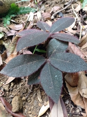 Ardisia mamillata (Ardisia mamillata)