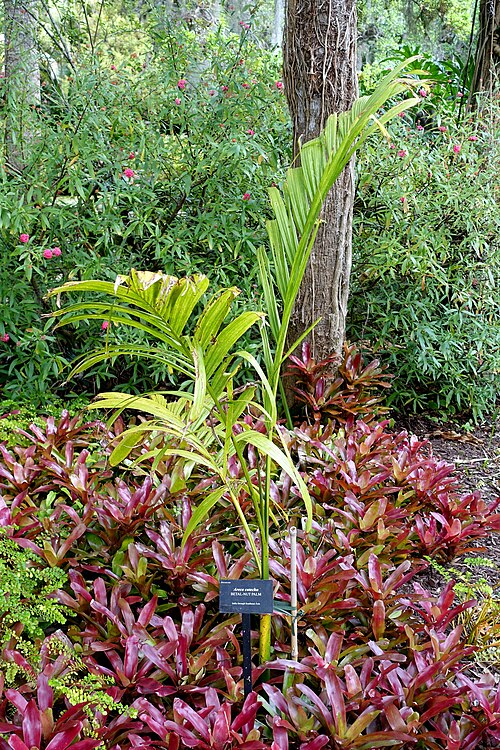 Betel palm: Botanical specimen in McKee Botanical Garden - Vero Beach, Florida, USA.