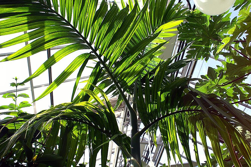 Betel palm: Location taken: United States Botanic Garden. Names: , Betel-nut Pal Classification: Plantae > Angiosperms > Monocots > Arecales > Palmae > Areceae > Arecinae >