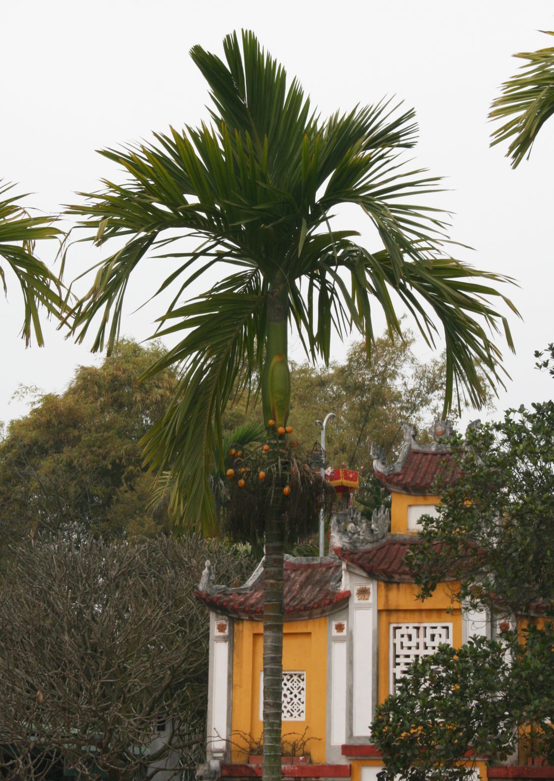 Betel palm: Areca catechu , Palmen (Arecaceae) - Vietnam/Việt Nam: Hanoi/Hà Nội, Ein-Säulen-Pagode/Chùa Một Cột