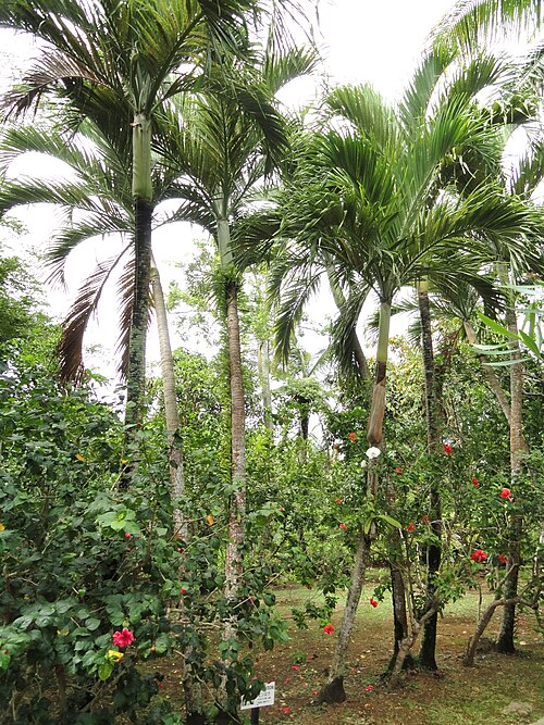 Betel palm: Botanical specimen in Sankyo Garden, Guam, USA.