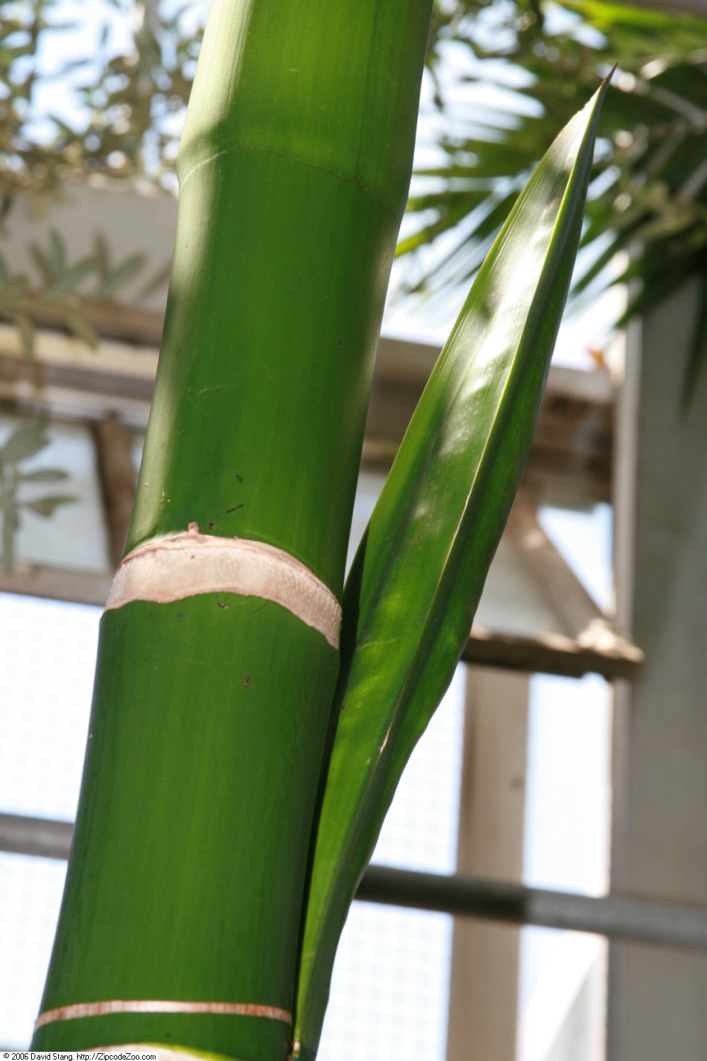 Betel palm: Location taken: United States Botanic Garden. Names: , Betel-nut Pal Classification: Plantae > Angiosperms > Monocots > Arecales > Palmae > Areceae > Arecinae >