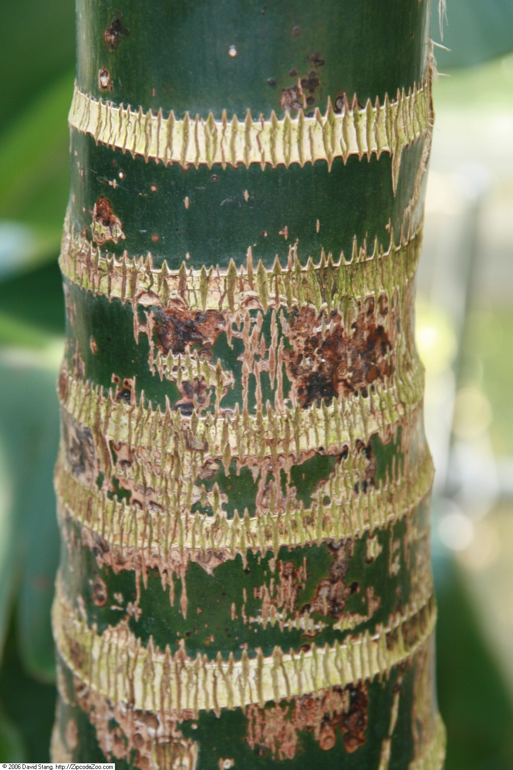 Betel palm: Location taken: United States Botanic Garden. Names: , Betel-nut Pal Classification: Plantae > Angiosperms > Monocots > Arecales > Palmae > Areceae > Arecinae >