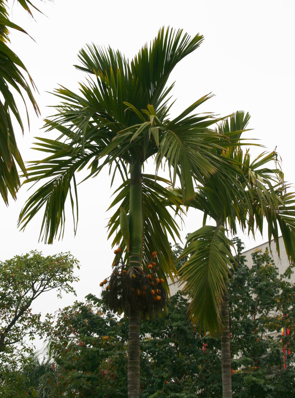 Betel palm: Areca catechu , Palmen (Arecaceae) - Vietnam/Việt Nam: Hanoi/Hà Nội, Ein-Säulen-Pagode/Chùa Một Cột
