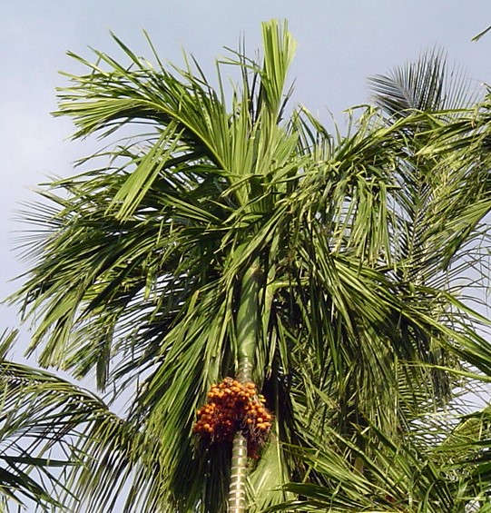 Betel palm: Areca nut tree - Areca catechu Used with the Betel nut for 'medicinal beverage.'