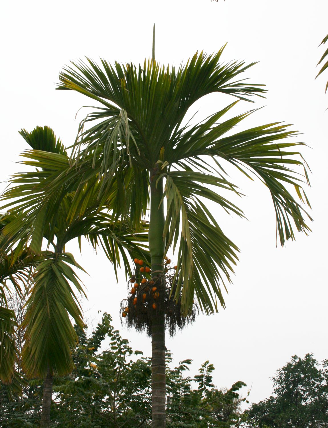 Betel palm: Areca catechu , Palmen (Arecaceae) - Vietnam/Việt Nam: Hanoi/Hà Nội, Ein-Säulen-Pagode/Chùa Một Cột