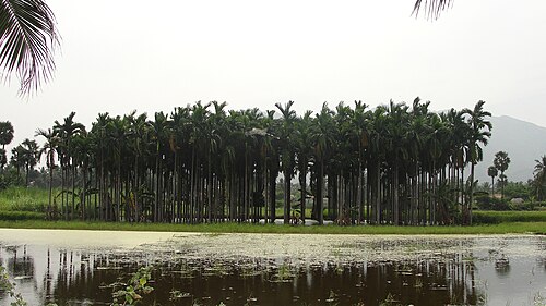 Betel palm: An Areca nut field in Salem