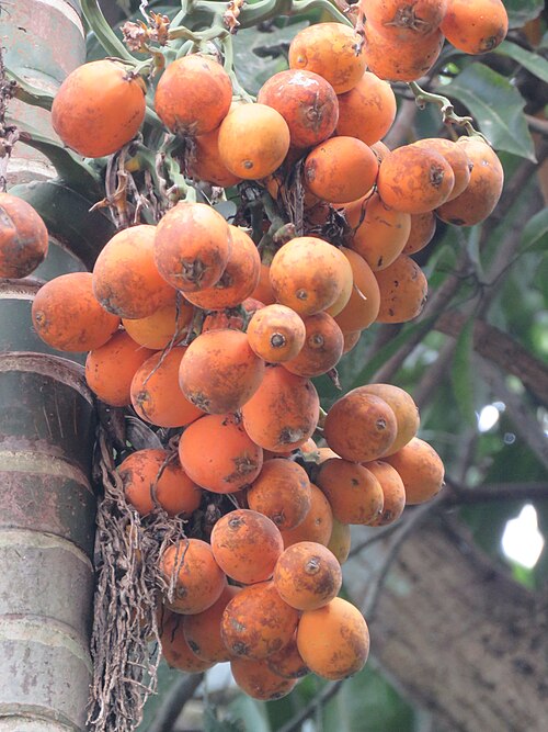 Betel palm: Photos from Aralam Butterfly Survey 2019 and around- by Vinayaraj