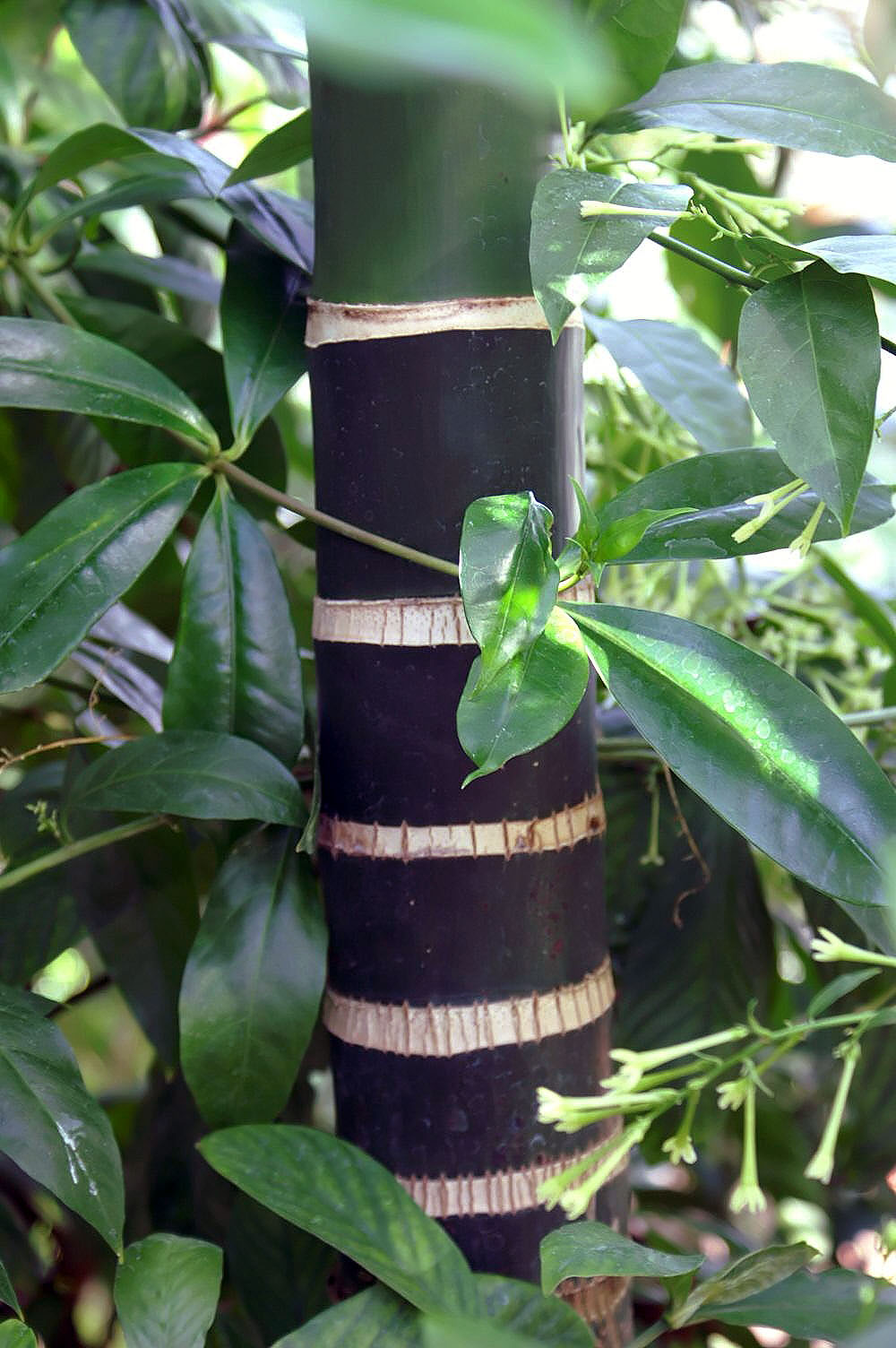 Betel palm: Location taken: United States Botanic Garden. Names: , Betel-nut Pal Classification: Plantae > Angiosperms > Monocots > Arecales > Palmae > Areceae > Arecinae >