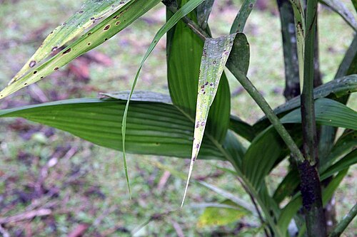 Areca concinna: Location taken: Wilson Botanical Garden, Las Cruces Biological Station, Costa Rica. Names: Areca concinna Thwaites, Areca Pal Classification: Plantae > Magnolio