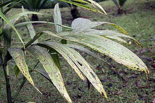 Areca concinna: Location taken: Wilson Botanical Garden, Las Cruces Biological Station, Costa Rica. Names: Areca concinna Thwaites, Areca Pal Classification: Plantae > Magnolio
