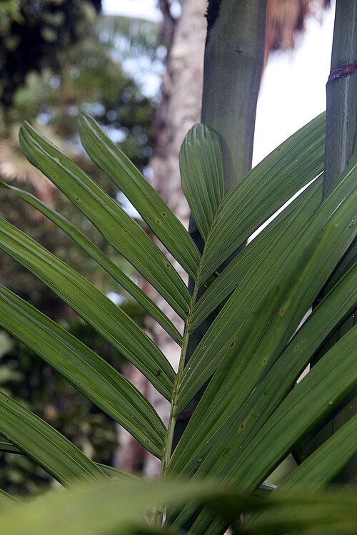 Areca concinna: Location taken: Wilson Botanical Garden, Las Cruces Biological Station, Costa Rica. Names: Areca concinna Thwaites, Areca Pal Classification: Plantae > Magnolio