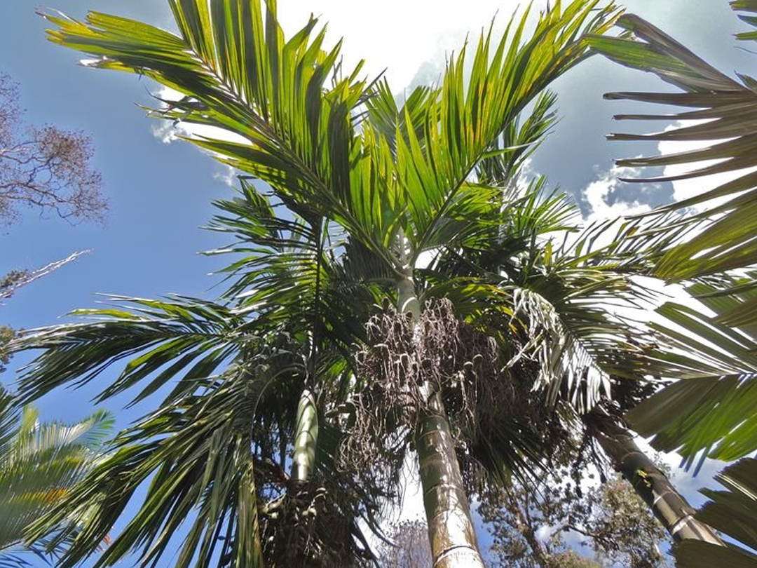 Areca hutchinsoniana: Areca hutchinsoniana