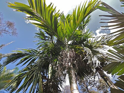 Areca hutchinsoniana: Areca hutchinsoniana