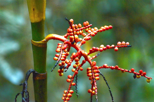 Areca kinabaluensis (Areca kinabaluensis)