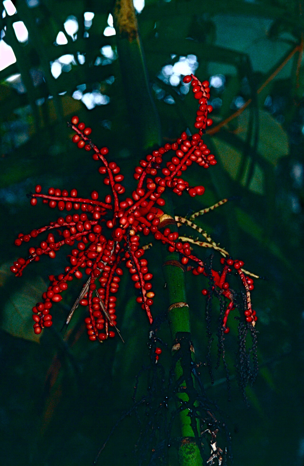 Areca kinabaluensis: Mount Kinabalu NP, Sabah, MALAYSIA Scanned slide from 2001