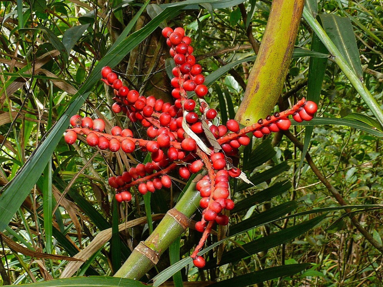 Areca kinabaluensis: Mount Kinabalu NP, Sabah, MALAYSIA