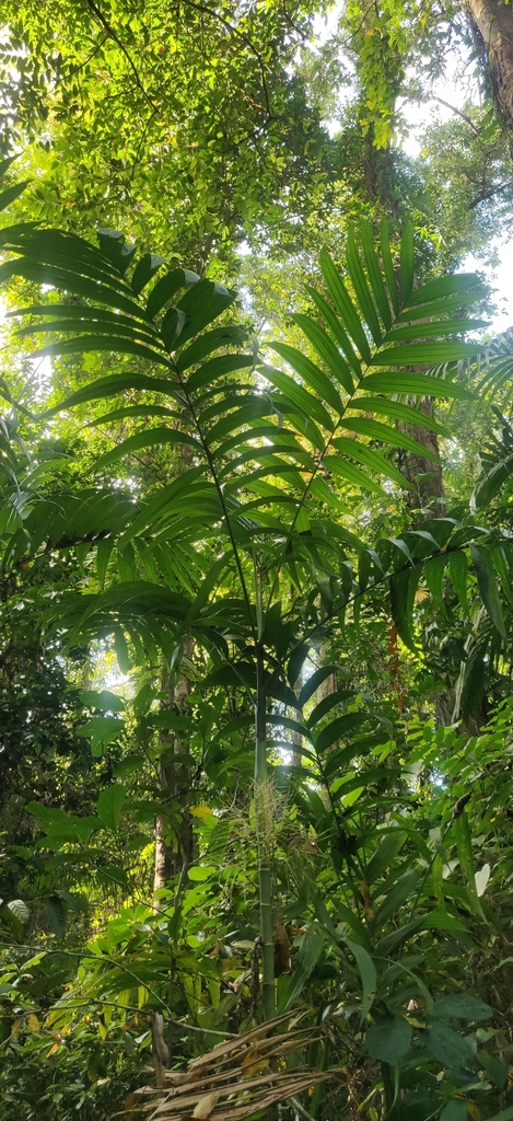 Wild areca palm (Areca triandra)