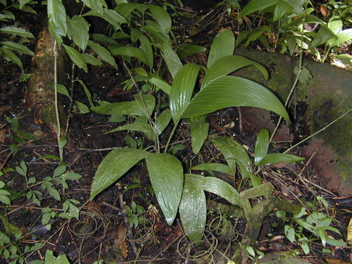 Wild areca palm (Areca triandra)