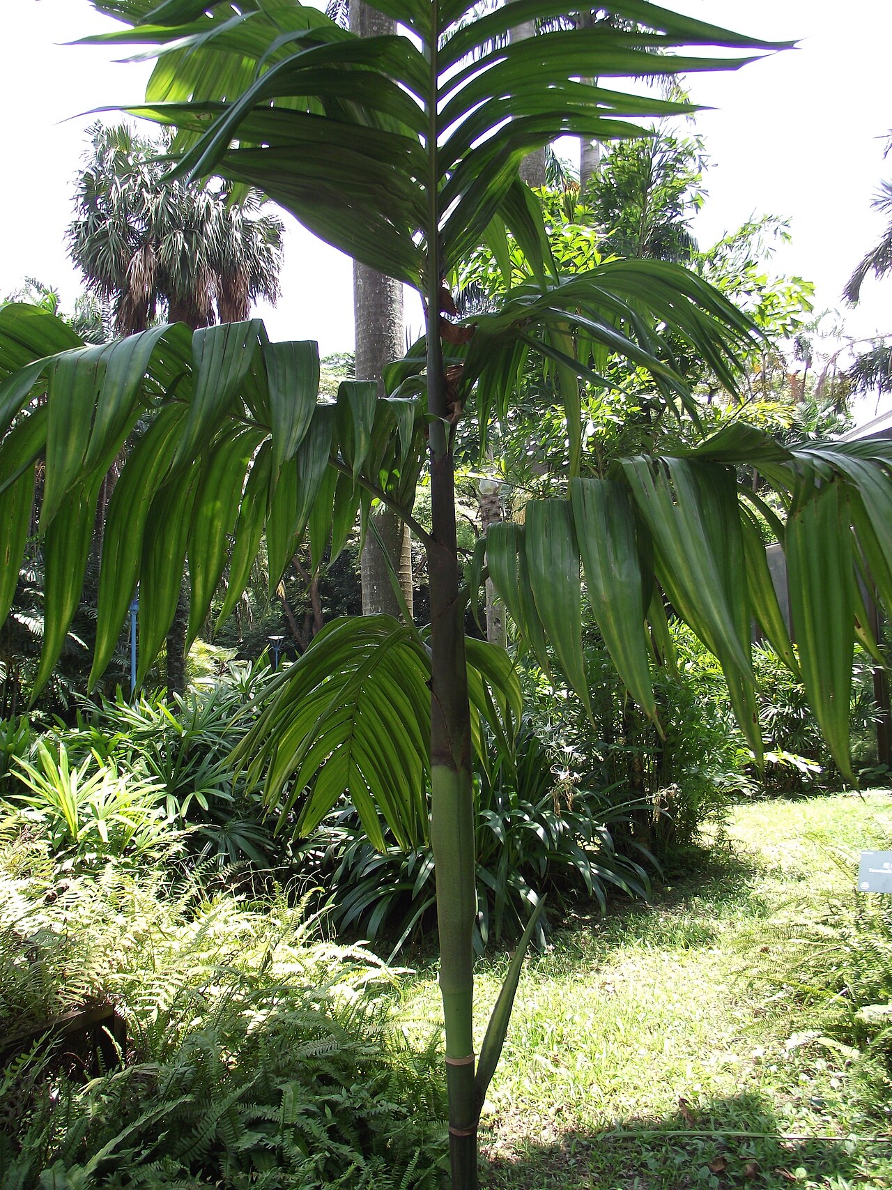 Wild areca palm: DSCF0668