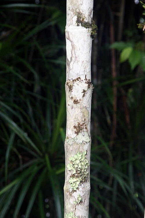 Wild areca palm: Location taken: Wilson Botanical Garden, Las Cruces Biological Station, Costa Rica. Names: Areca triandra Roxb. ex Buch.-Ham., Palm, 三药槟 Classification: Plantae