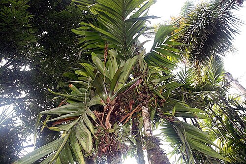 Wild areca palm: Location taken: Wilson Botanical Garden, Las Cruces Biological Station, Costa Rica. Names: Areca triandra Roxb. ex Buch.-Ham., Palm, 三药槟 Classification: Plantae