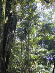 Wild areca palm (Areca triandra)
