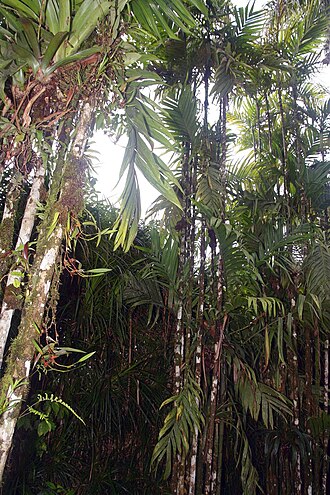Wild areca palm: Location taken: Wilson Botanical Garden, Las Cruces Biological Station, Costa Rica. Names: Areca triandra Roxb. ex Buch.-Ham., Palm, 三药槟 Classification: Plantae