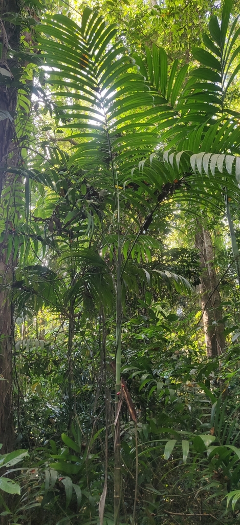 Wild areca palm (Areca triandra)