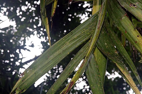 Wild areca palm: Location taken: Wilson Botanical Garden, Las Cruces Biological Station, Costa Rica. Names: Areca triandra Roxb. ex Buch.-Ham., Palm, 三药槟 Classification: Plantae