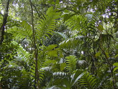 Wild areca palm (Areca triandra)