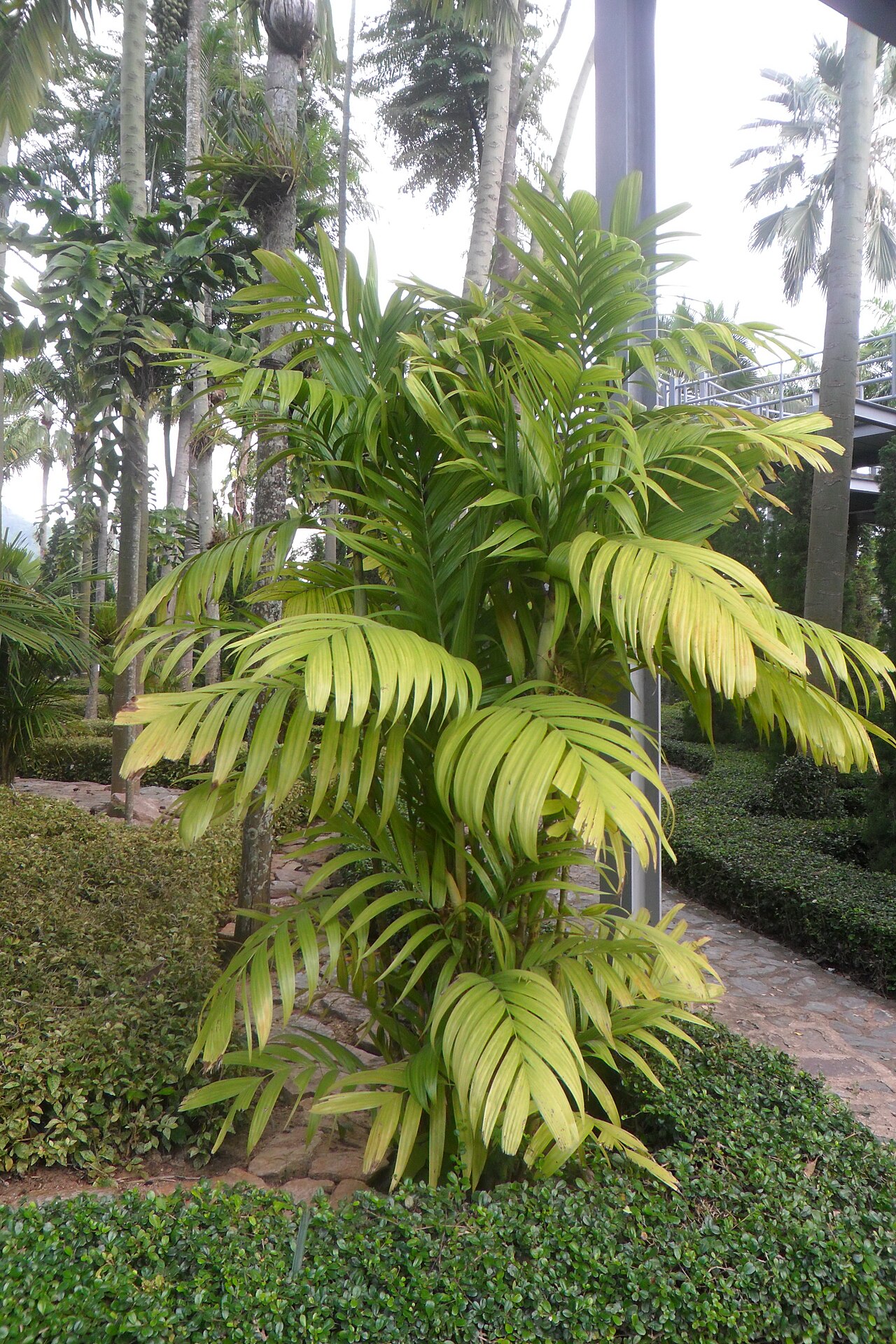 Wild areca palm: Areca triandra. Nong Nooch Tropical Garden.